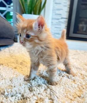 Ozzy -  Domestic Short Hair Cat for Adoption in Salt Lake City, Utah - Ozzy | PetCurious