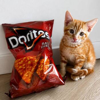 Dorito -  Domestic Short Hair Cat for Adoption in Briarcliff Manor, New York - Dorito | PetCurious