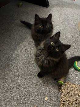 Domestic Medium Hair Cats Available for Adoption in Cincinnati, Ohio - Sherlock | PetCurious