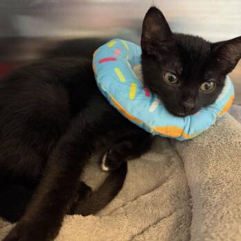 Samwise -  Domestic Short Hair Cat for Adoption in Wilmington, Delaware - Samwise | PetCurious