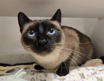 Helena -  Siamese Cat for Adoption in Bellingham, Washington - Helena | PetCurious