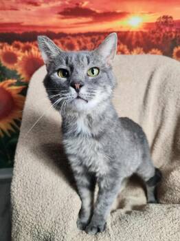 Rescue Tabby and Domestic Short Hair Cats for Adoption in Greensburg, Pennsylvania - Belmont | PetCurious