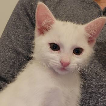 Dolby -  Domestic Short Hair Cat Available for Adoption in Elk Grove, California - Dolby | PetCurious