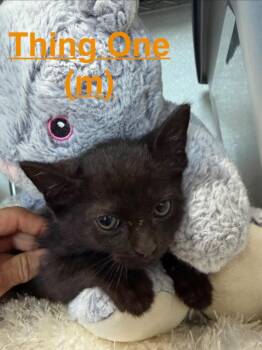 Thing One 26 -  Domestic Short Hair Cat for Adoption in Brookhaven, Mississippi - Thing One 26 | PetCurious