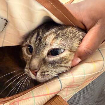 Keke -  Domestic Short Hair Cat for Adoption in Philadelphia, Pennsylvania - Keke | PetCurious