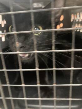 Donkey -  Domestic Short Hair Cat for Adoption in Burnsville, North Carolina - Donkey | PetCurious