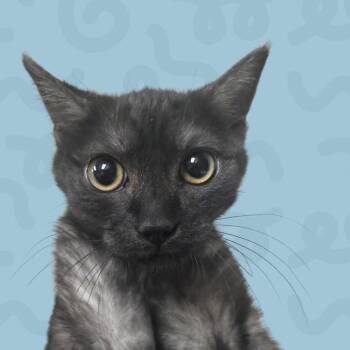 Diva -  Domestic Short Hair Cat for Adoption in Reno, Nevada - Diva | PetCurious