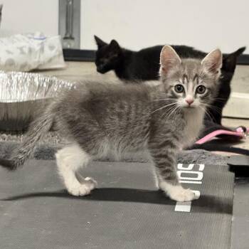 Domestic Short Hair Cats Available for Adoption in Tustin, California - Grey | PetCurious