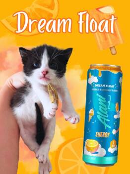 Domestic Short Hair Cats Available for Adoption in Augusta, Georgia - Dream Float | PetCurious