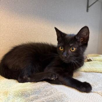 Kramer -  Domestic Short Hair Cat for Adoption in Pittsburgh, Pennsylvania - Kramer | PetCurious