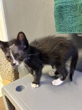 Ingrid -  Domestic Medium Hair Cat for Adoption in Orlando, Florida - Ingrid | PetCurious