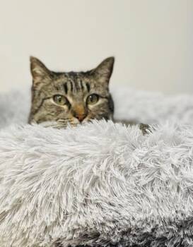 Domestic Short Hair Cats Available for Adoption in Minneapolis, Minnesota - Miss Tilly | PetCurious
