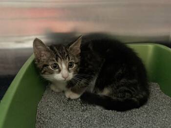 Rescue Domestic Short Hair Cats for Adoption in Raleigh, North Carolina - LEIGH | PetCurious