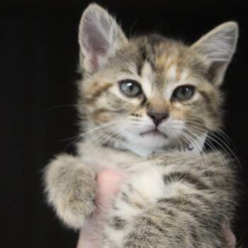 Jolie -  Domestic Short Hair Cat for Adoption in Hattiesburg, Mississippi - Jolie | PetCurious