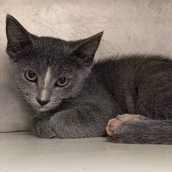 Vow -  Domestic Short Hair Cat for Adoption in Des Moines, Iowa - Vow | PetCurious