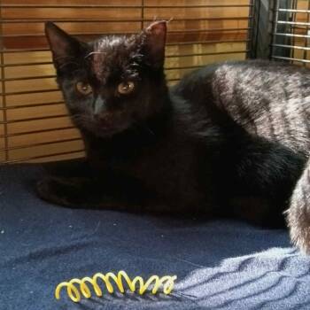 Rescue Domestic Short Hair Cats for Adoption in Hampton Bays, New York - Twilight | PetCurious