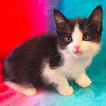 Domestic Short Hair and American Shorthair Cats Available for Adoption - Eureka | PetCurious