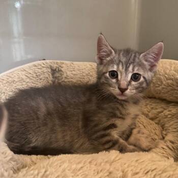 Domestic Short Hair Cats Available for Adoption - Tulip | PetCurious