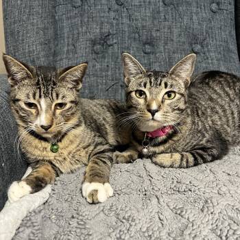 Rescue Domestic Short Hair Cats for Adoption in Liverpool, Texas - Jey & Roux | PetCurious