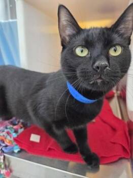 Domestic Short Hair Cats Available for Adoption in Westland, Michigan - Bennett | PetCurious