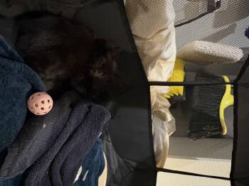 Orion -  Domestic Medium Hair Cat for Adoption in Davidson, North Carolina - Orion | PetCurious