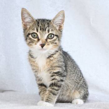 Rescue Domestic Short Hair Cats for Adoption in Mobile, Alabama - Sammy | PetCurious