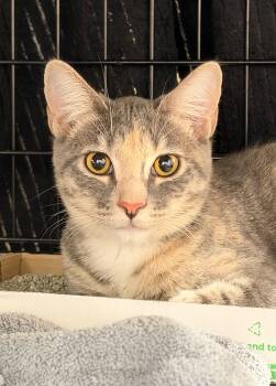 Sashimi -  Domestic Short Hair Cat for Adoption in San Juan Capistrano, California - Sashimi | PetCurious