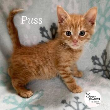 Puss -  Domestic Short Hair Cat for Adoption in Washington, Pennsylvania - Puss | PetCurious