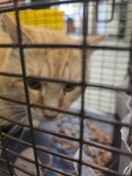 Domestic Short Hair Cats Available for Adoption in San Antonio, Texas - HONDO | PetCurious