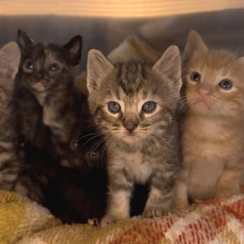Domestic Short Hair Cats Available for Adoption in Los Angeles, California - Oaxaca | PetCurious