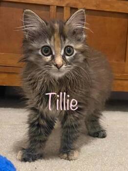 Domestic Long Hair Cats Available for Adoption - Tillie | PetCurious