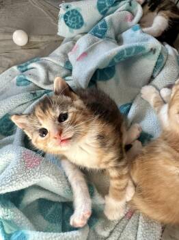 Domestic Short Hair Cats Available for Adoption in Trenton, New Jersey - Blizzard Of Gianna | PetCurious