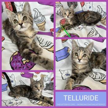Domestic Short Hair Cats Available for Adoption - Telluride | PetCurious