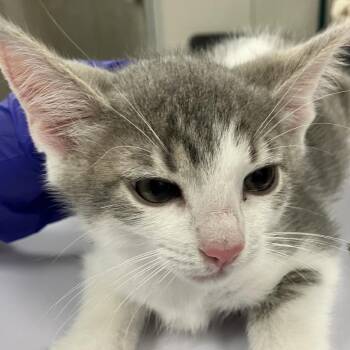 Hotmail -  Domestic Short Hair Cat for Adoption in Las Cruces, New Mexico - Hotmail | PetCurious