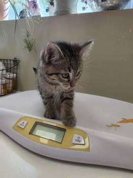 Rescue Domestic Short Hair Cats for Adoption in Fishers, Indiana - Comic Sans | PetCurious