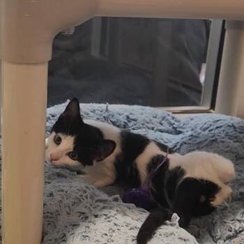 Ducky -  Domestic Short Hair Cat for Adoption in Charleston, South Carolina - Ducky | PetCurious