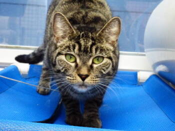 Rescue Domestic Short Hair Cats for Adoption in Largo, Florida - Luna | PetCurious