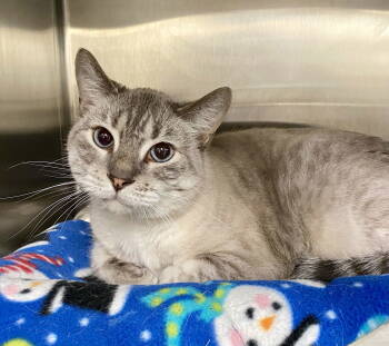 Rescue Domestic Short Hair and Siamese Cats for Adoption in Fargo, North Dakota - Bill Monroe | PetCurious