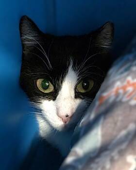 Rescue Domestic Short Hair Cats for Adoption in Fishers, Indiana - Orin | PetCurious