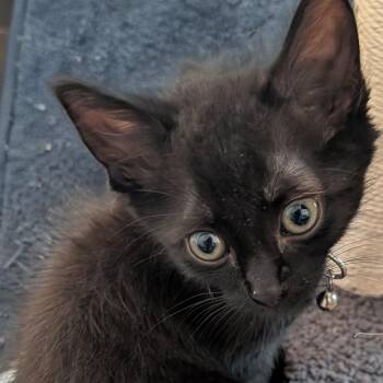 Mario -  Domestic Medium Hair Cat for Adoption in Fairfax Station, Virginia - Mario | PetCurious