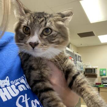 Laffy -  Domestic Medium Hair Cat for Adoption in Goleta, California - Laffy | PetCurious