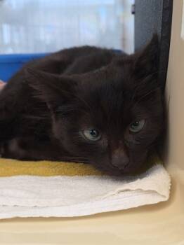 Rescue Domestic Medium Hair and Domestic Short Hair Cats for Adoption in Chesapeake, Virginia - Dizzy | PetCurious