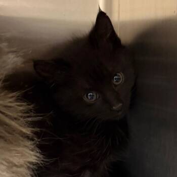 Meng Meng -  Domestic Long Hair Cat for Adoption in Cody, Wyoming - Meng Meng | PetCurious