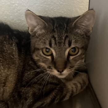 Lucio -  Domestic Short Hair Cat for Adoption in Reno, Nevada - Lucio | PetCurious