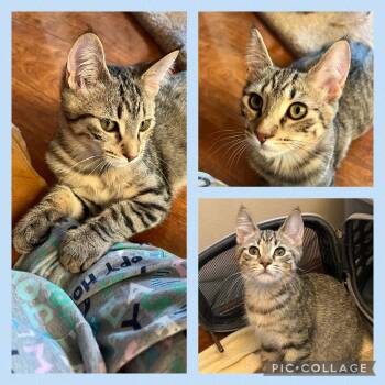 Rescue Domestic Short Hair Cats for Adoption in Williamsville, New York - Tufty | PetCurious