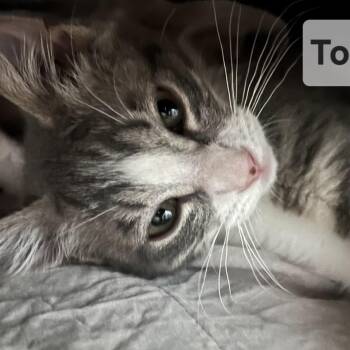 Tofu -  Domestic Short Hair Cat for Adoption in Westminster, California - Tofu | PetCurious