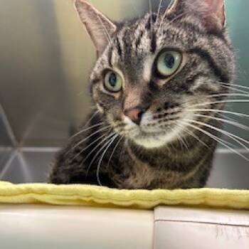 Rescue Domestic Short Hair Cats for Adoption in Warren, Pennsylvania - Lucky | PetCurious