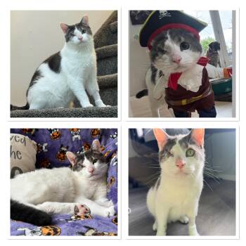 Rescue Domestic Short Hair Cats for Adoption in Millstone, New Jersey - Odin | PetCurious