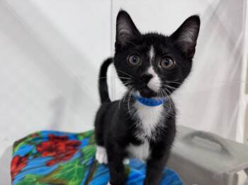 Charles Deetz -  Domestic Short Hair Cat for Adoption in Powell, Ohio - Charles Deetz | PetCurious