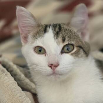 Rescue Domestic Short Hair Cats for Adoption in La Grange, Kentucky - Mouse | PetCurious